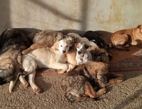 Buone Feste anche dai cagnolini del Canile di Vasto (Abruzzo)