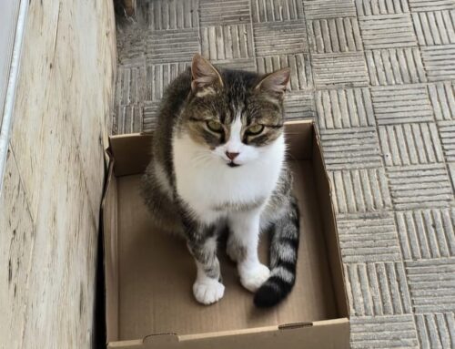 Troviamo adozione a questa miciotta bella e dolce che vive in strada, dorme negli scatoloni e chiede cibo ai negozianti