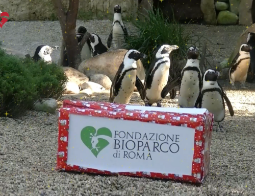 VIDEO – Regali di Natale per gli ospiti del BioParco di Roma