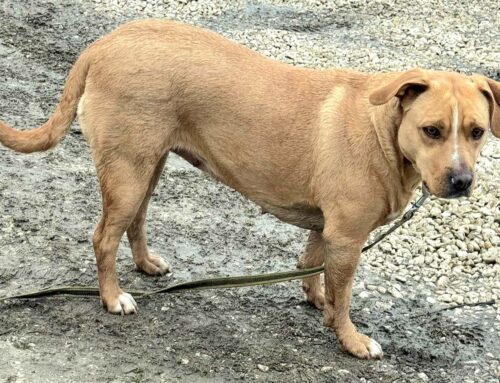 Da Teramo (Abruzzo) ci chiede aiuto Aria, dolce cagnolina in cerca di adozione