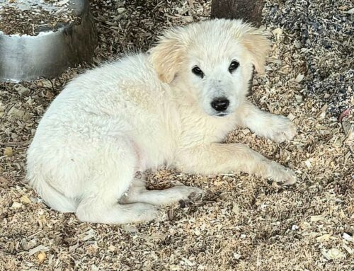 Un piccolo poeta dall’Abruzzo: Petrarca è in cerca di casa