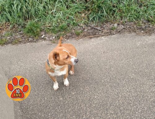 Cagnolino vagante a Quattro Strade, scappato per i botti