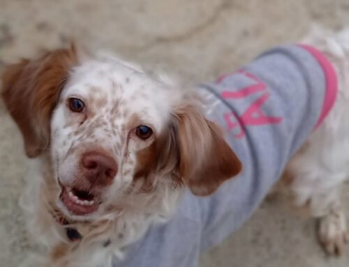 Dunkan, Setter Inglese, ha bisogno di una adozione