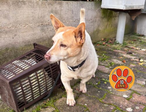 Cagnolino vagante in via Sandro Pertini a Campoloniano. Chi lo ha smarrito?