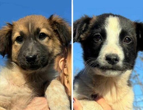 Salvati a Teramo otto cuccioli di cane: servono adozioni