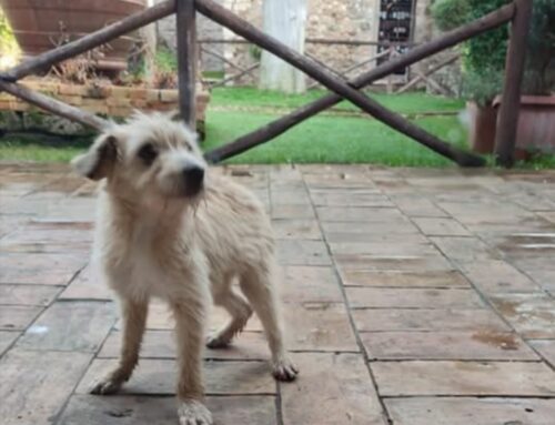 Cagnolino trovato all’oasi di Vescovio