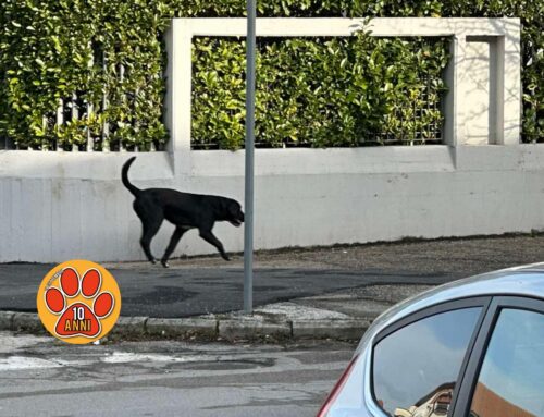 Ancora lui: il cagnolino zoppo vagante a Madonna del Cuore