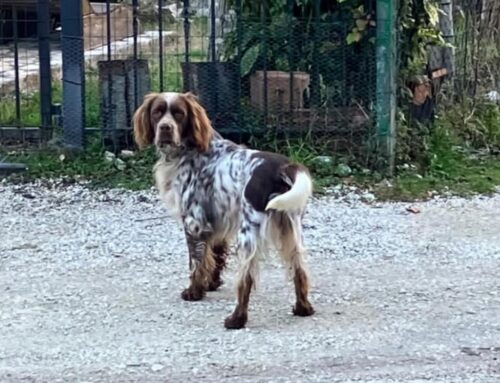 Cagnolino vagante a Spinacceto di Greccio, chi lo ha smarrito?