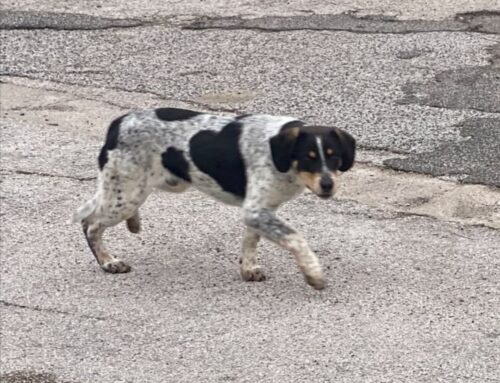 Cane in strada a Cittaducale, chi lo ha perso?