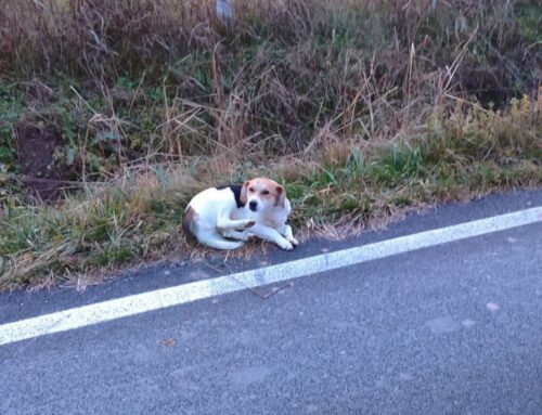 Cagnolino da quattro giorni nella Piana Reatina, chi lo ha perso?