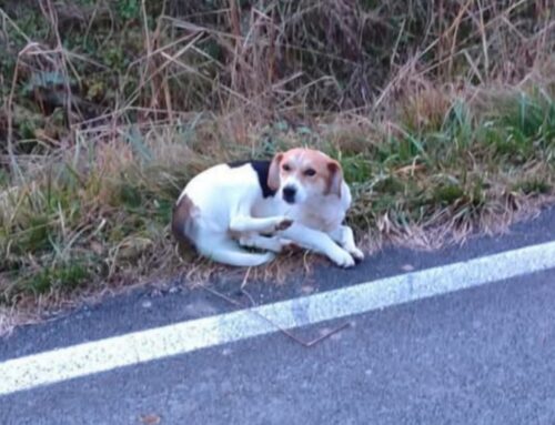 Cagnolino da quattro giorni nella Piana Reatina: chi lo ha smarrito?