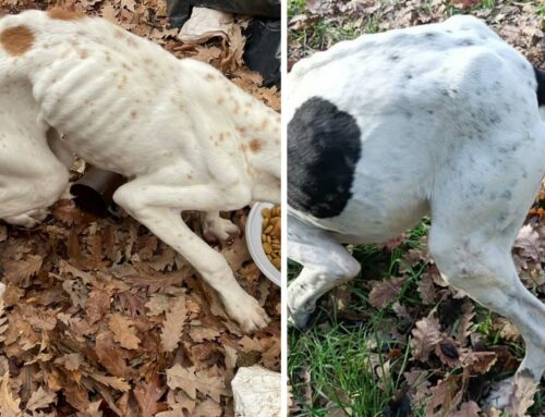 Simbolo dell’abbandono: due cani ridotti in fin di vitä