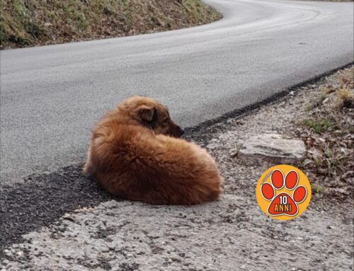 Cane al freddo a Fonte Cerro. Chi lo ha perso?