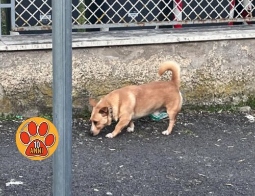 Tornato a casa il cagnolino del Tribunale di Rieti