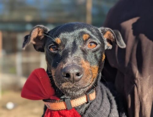 Aiutiamo il piccolo Eros: in rifugio fa troppo freddo per lui!