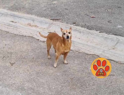 Cagnolino in via Tavola d’Argento.  È solo ed impaurito