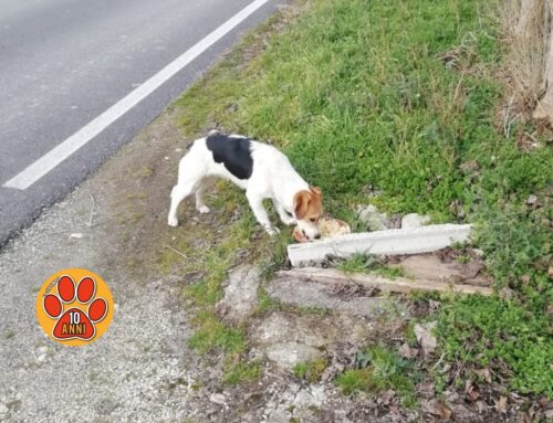 Cane segnalato nella Piana Reatina, serve aiuto