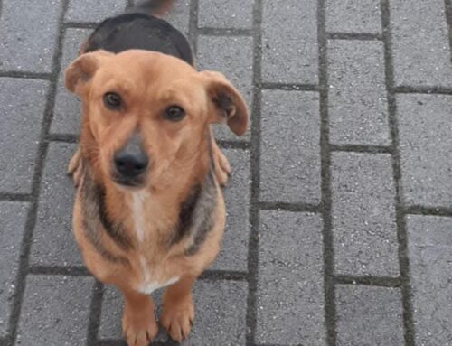 Cagnolina in strada zona bivio per Rivodutri