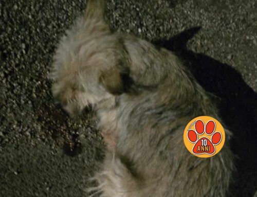 Cane investito a Case San Benedetto: è ancora vivo! Serve aiuto