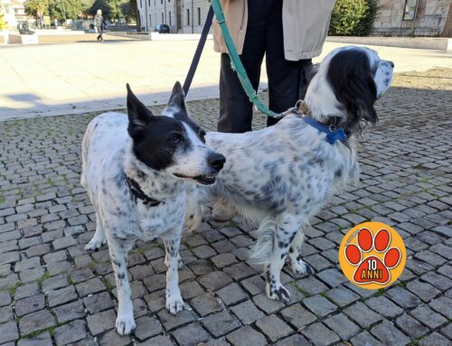 Benedetti in tutta Italia molti animali nella giornata di Sant’Antonio Abate