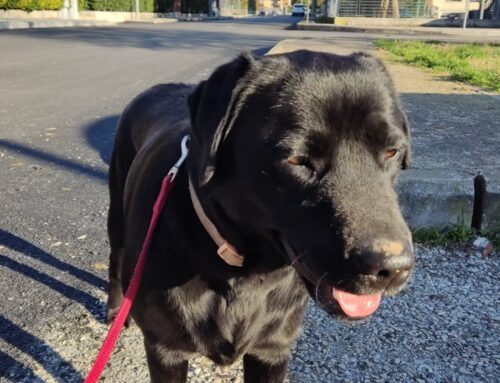 Cucciolotto di cane fermato al Gudini. Di chi è?