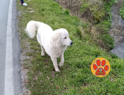 Maremmano vagante zona I Cubi (Rieti). Sul posto due volontarie