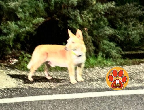 Piani Poggio Fidoni, cagnolino spaesato in strada