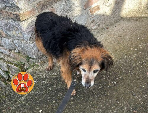 Tornata a casa la cagnolina di Contigliano. Grazie Laura e Giuditta