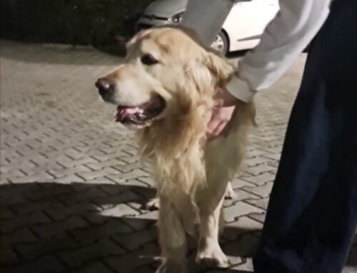 Golden Retriver segnalato in piazza Craxi. Chi lo ha smarrito?