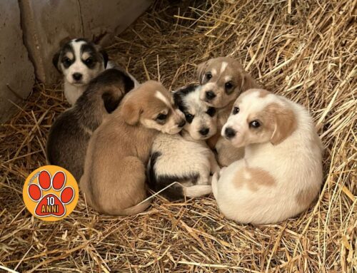 Dieci favolosi cuccioli da Girgenti in cerca di splendide adozioni