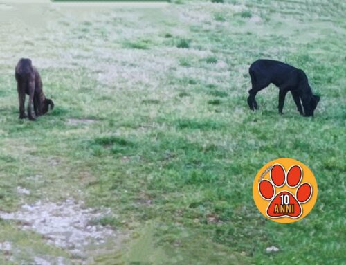 Due cuccioli di cane vaganti nell’area sgambamento di Madonna del Cuore. Chi li ha smarriti?