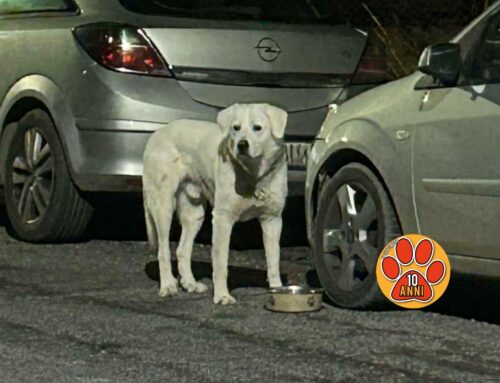 Cane disorientato sulla via Mirtense. Chi lo ha smarrito?