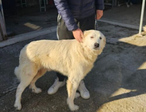 Adottata la cagnolona di Fiamignano che era finita in Canile