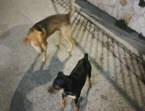 Cagnolino chiaro vagante a Corvaro. Chi lo ha perso?