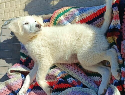 Bellezze al sole in cerca di adozione, Sedano da Palermo