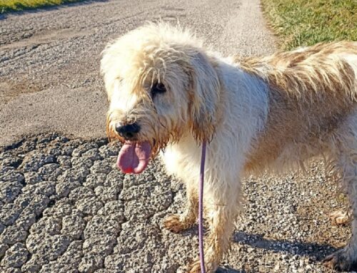 Al Rifugio di Fiocco ti aspetta Lucille