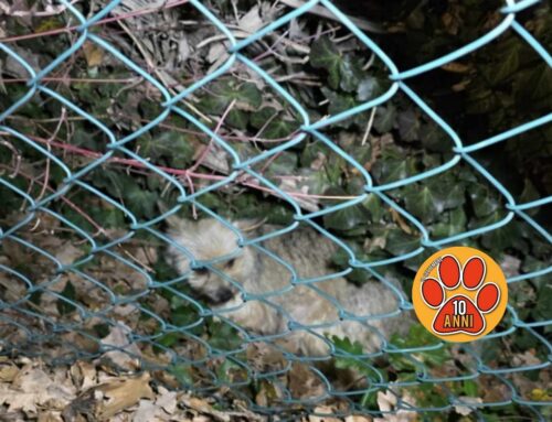 Tornata a casa la cagnolina investita a Case San Benedetto