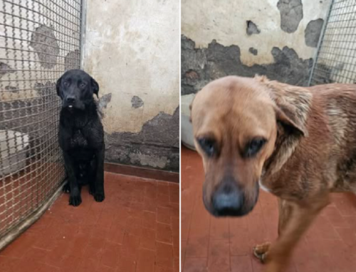 Due cagnoloni da Borgorose sono finiti in Canile