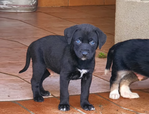 Le piccole perle nere dagli occhi azzurri saranno disponibili per adozione dopo metà febbraio