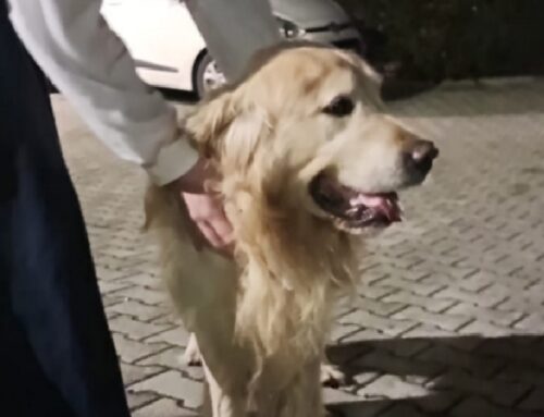 Tornato a casa il cagnolone di piazza Craxi a Rieti