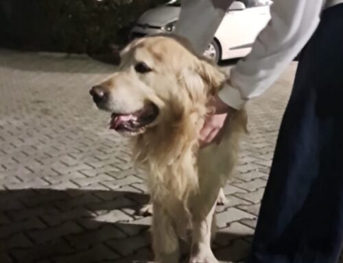 Golden Retriver segnalato in piazza Craxi. Chi lo ha smarrito?