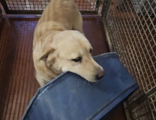 Labrador chiaro recuperato sulla Ternana. E’ finito in Canile a Rieti: qualcuno lo riconosce?