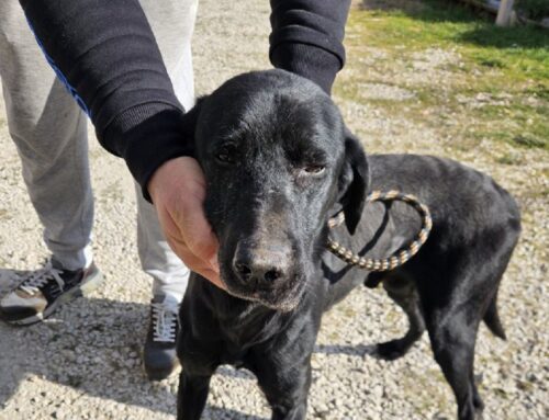 Trovato in via Camposanto e trasferito al Canile di Rieti