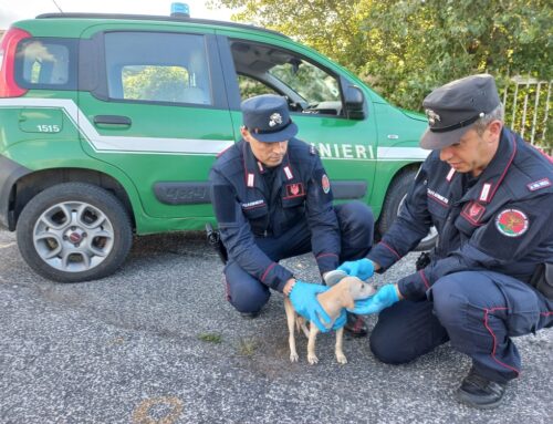 Maltrattamento di animali: sequestrati a Rieti 26 cani detenuti da una donna recidiva