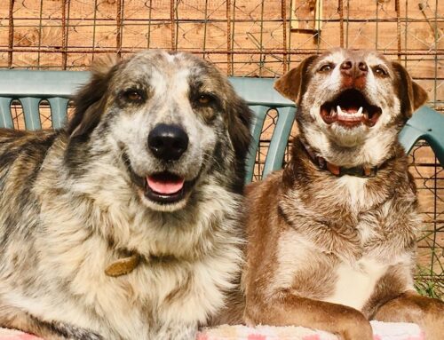 “Concorso Veterinari Scattanti 3”, tra i vincitori Giulia Fruci con una foto su Sid e Vasco del Rifugio di Pasqualina