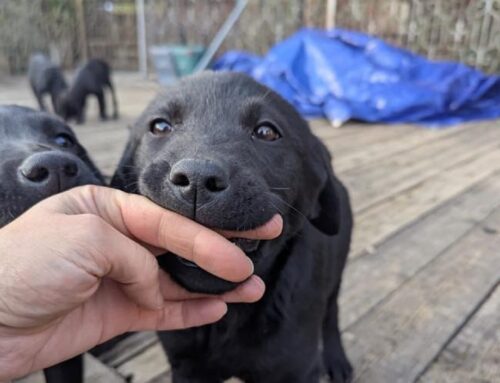 Quattro simil Labrador nere da Montopoli di Sabina cercano casa!