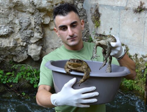 Sebastian Colnaghi salva alcuni Rospi rimasti intrappolati in una presa d’acqua per l’irrigazione a Pantalica (Sicilia)