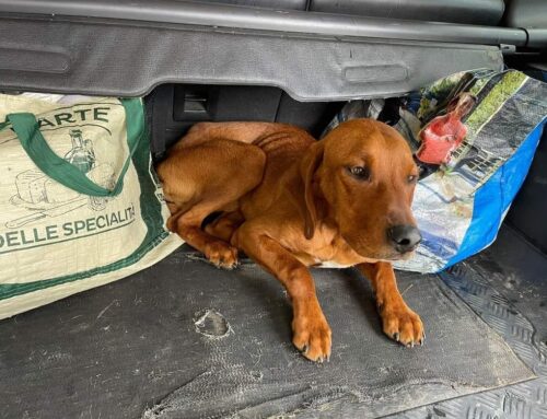 Cagnolino trovato a Castel di Tora, chi lo ha perso?