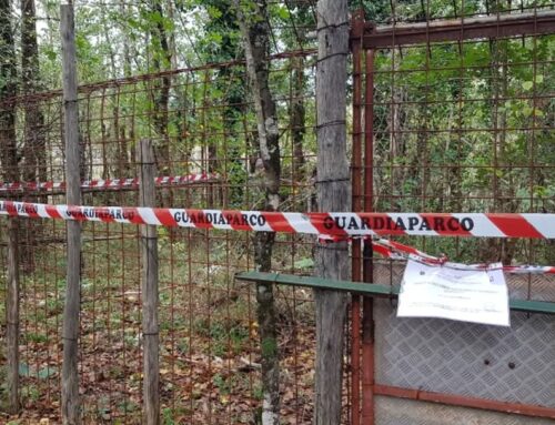 Smantellata ad Orvinio una gabbia abusiva per la cattura degli animali selvatici – LE FOTO