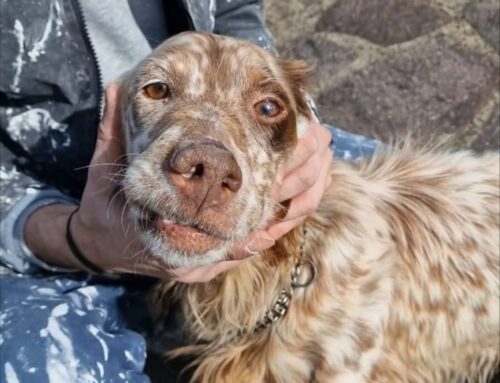 Cerchiamo la famiglia di questo tesoro trovato a Colle Ciuccio